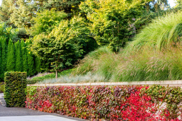 grass and decorative ivy